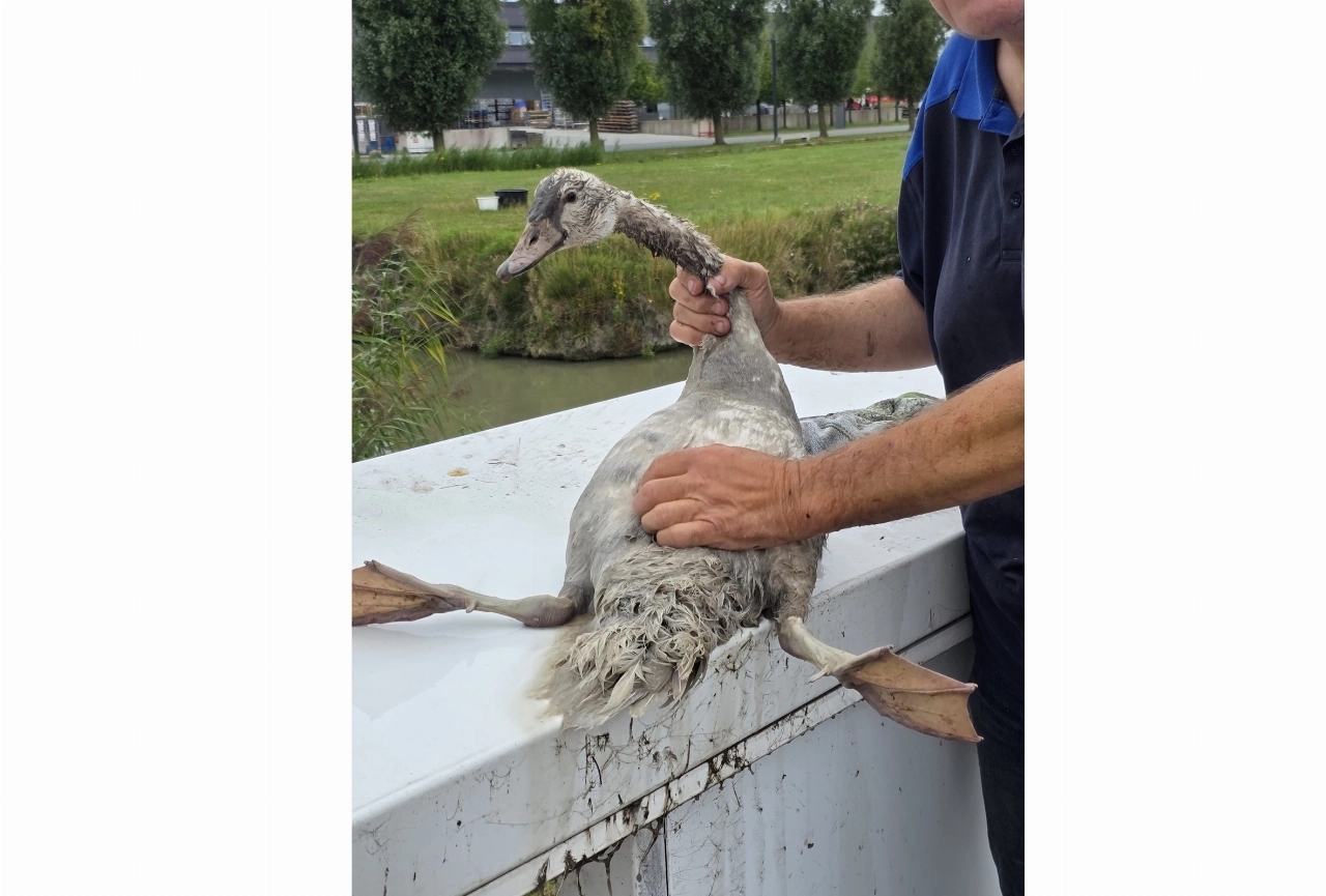 Jonge zwaan vast in put