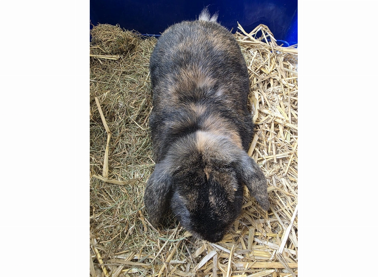 Konijn gevonden in Maassluis