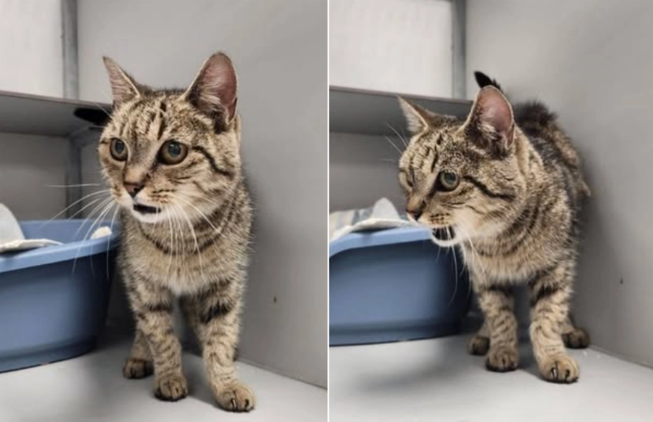 Poes gevonden aan de Piersonstraat