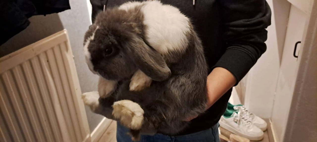 Wie mist zijn hangoorkonijn?