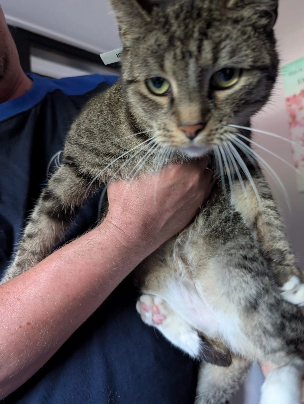 Wie is zijn poes kwijt?