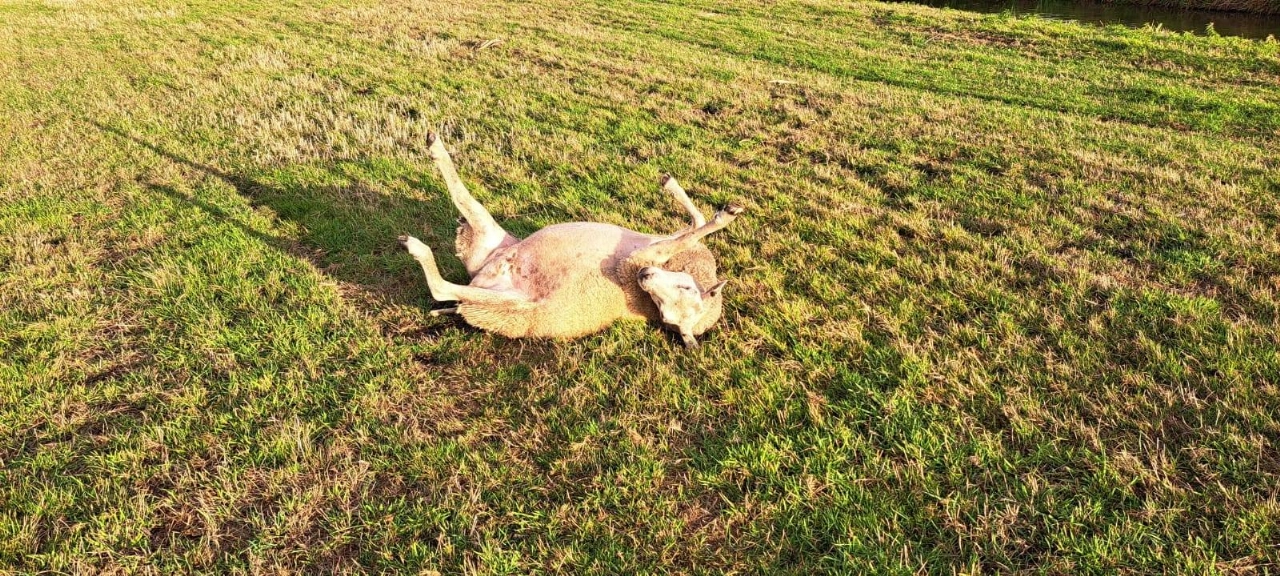 Dierenambulance redt schaap langs A20