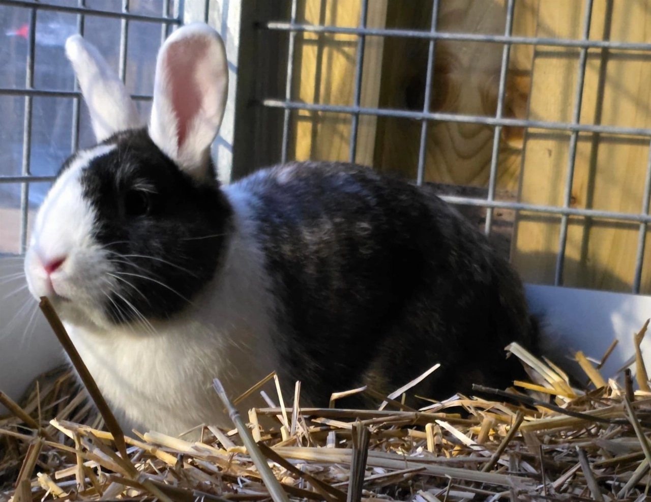 Waar staat het warme nestje van dit konijn?