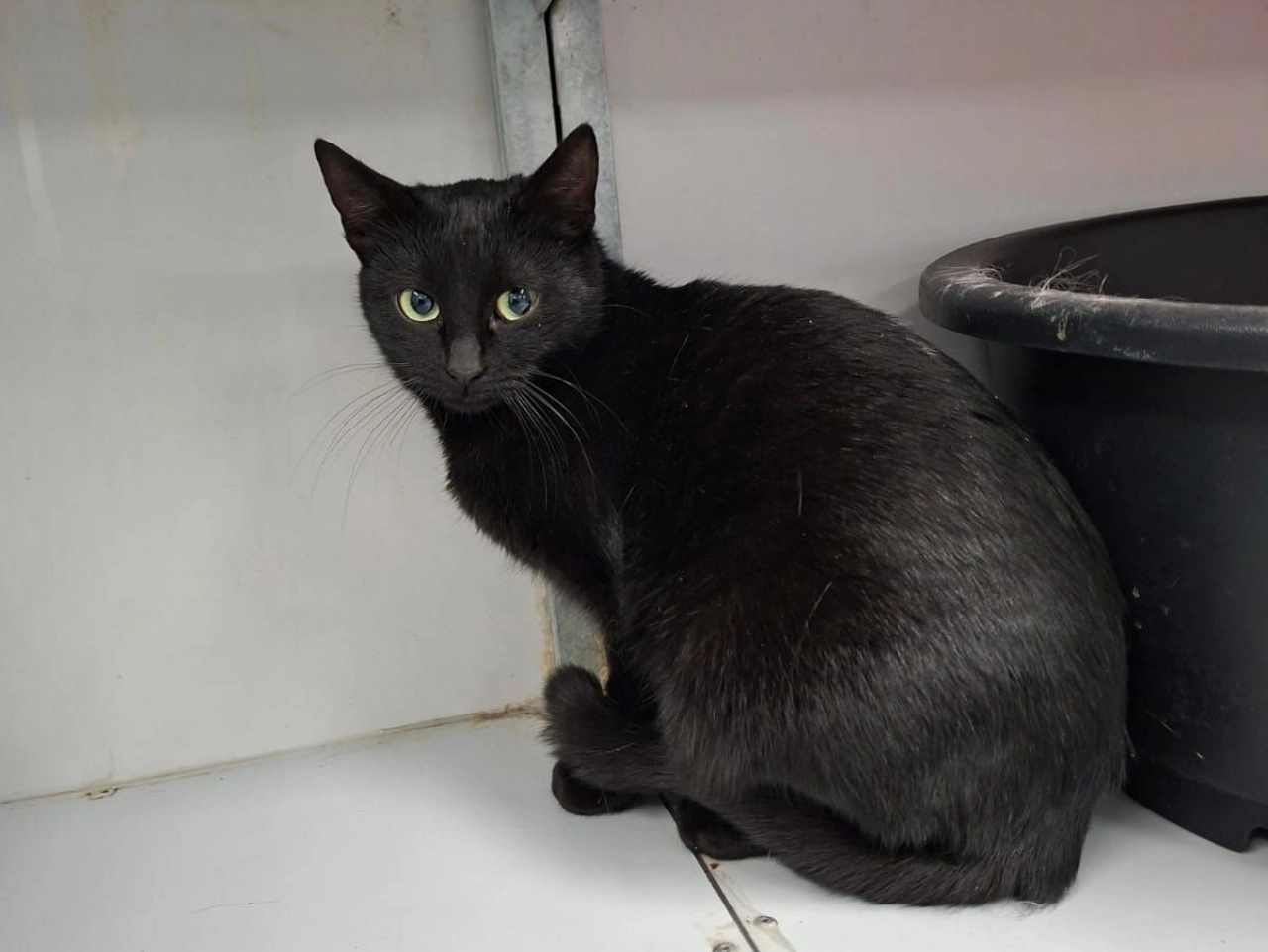 Kat gevonden in Maassluis