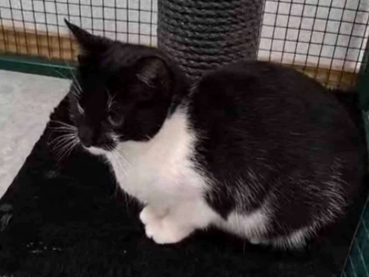 Moederpoes met vier kittens gedumpt in Vertowijk