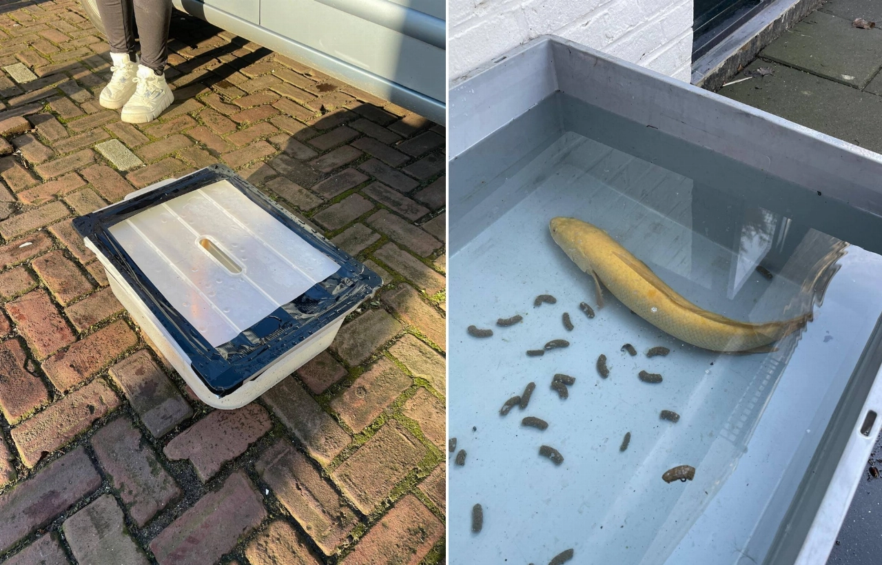 Levende vis gedumpt bij afvalcontainer