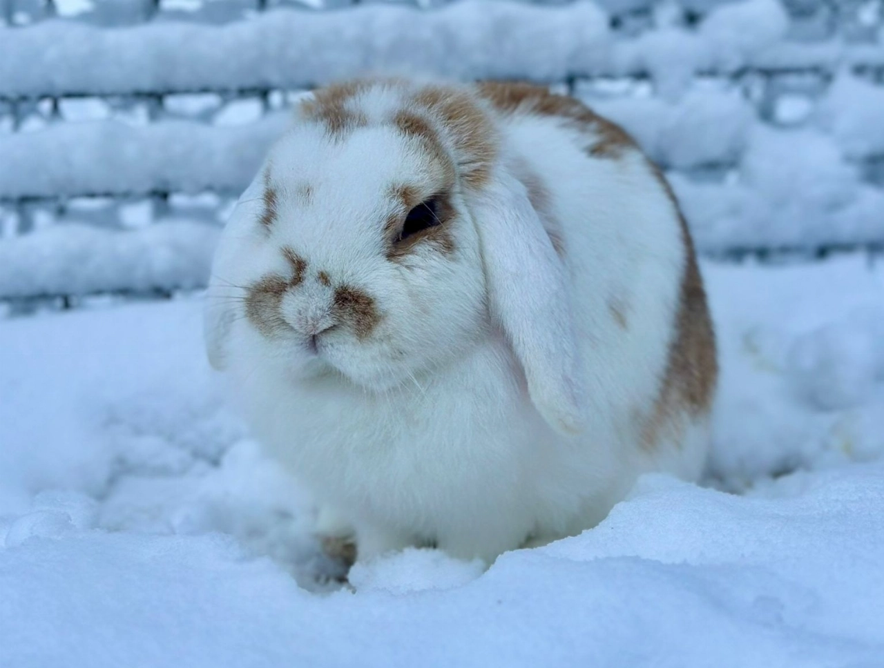 Winters witte wereld