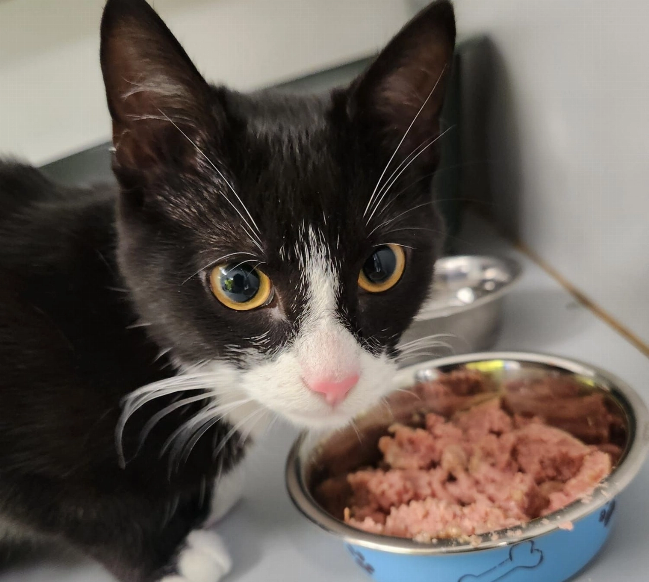Jong katje gevonden in Maassluis