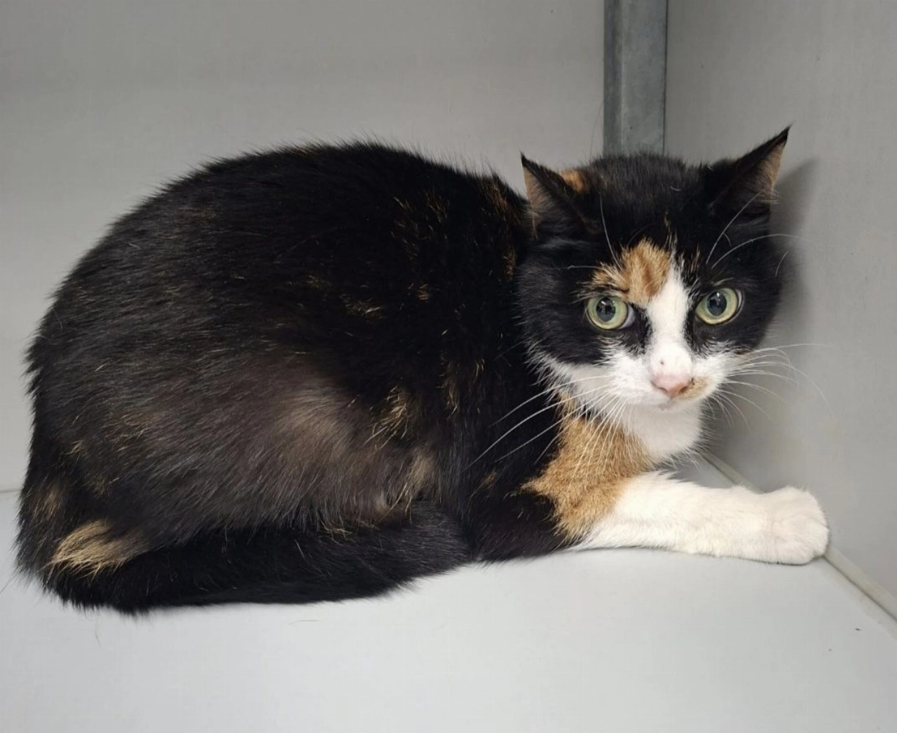 Wie kent deze vermiste dame?