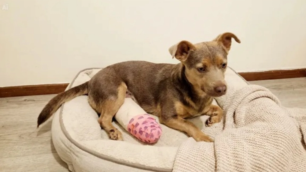 Inzamelingsactie voor zwaargewond hondje Nylo (1) na aanrijding