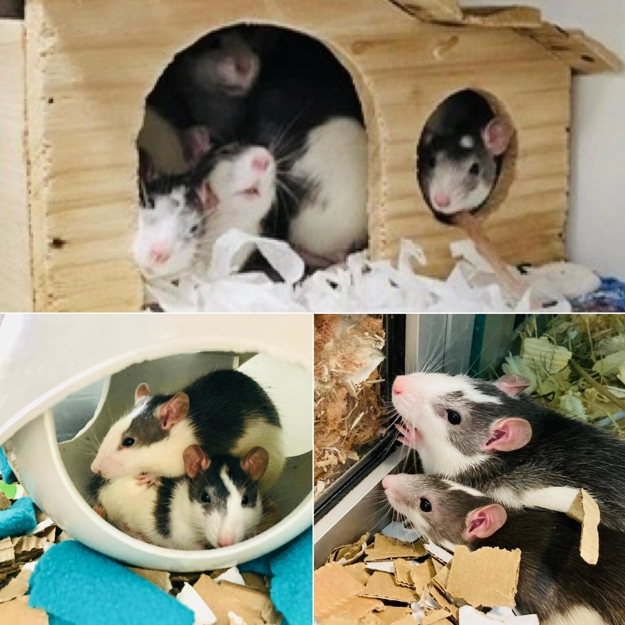 Van 3 naar 42 ratten: ‘de situatie liep compleet uit de hand’