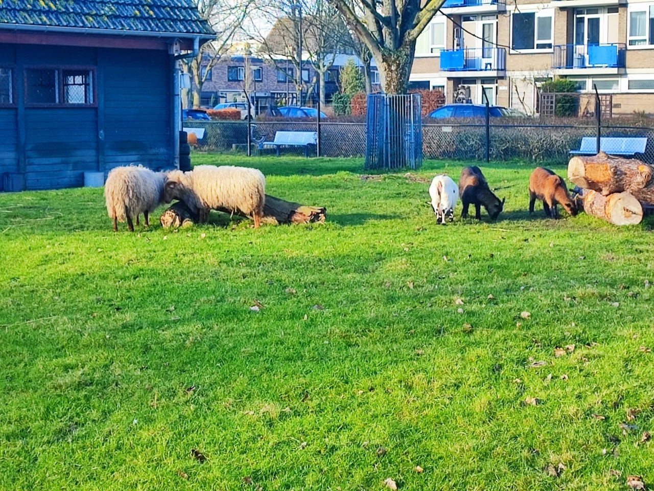 Dierenhoek 't Sparretje aan de Sportlaan verdwijnt