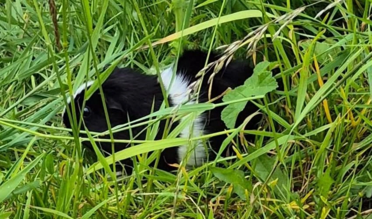 Cavia gedumpt op de Weverskade