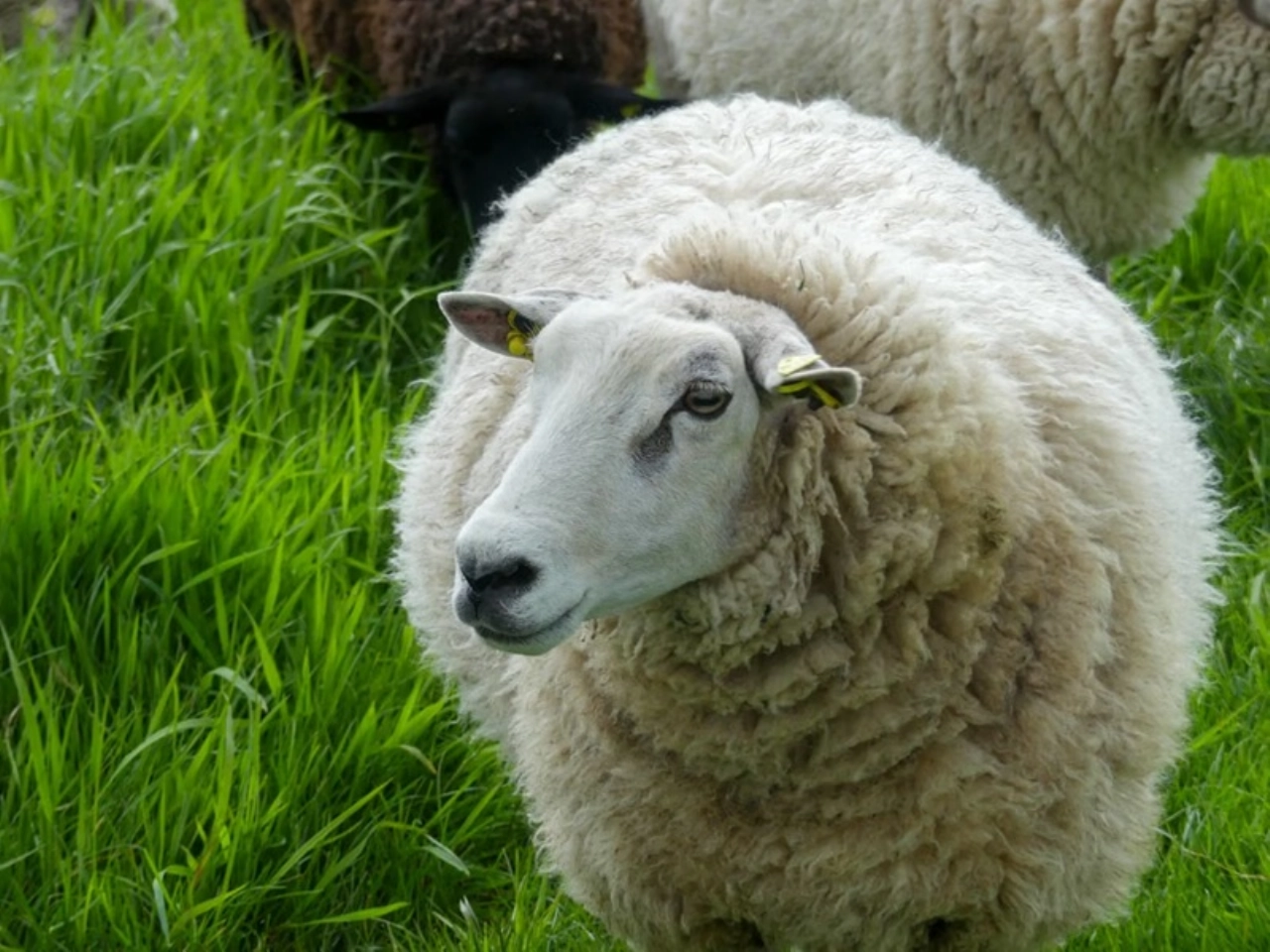 Binnenkort: wollige grasmaaiers op de Parkwal