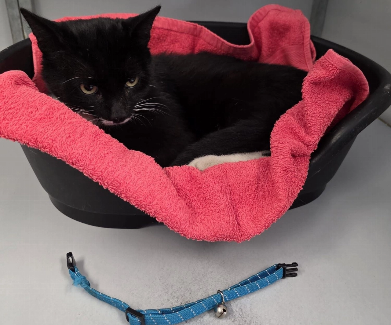 Kater gevonden in Maassluis