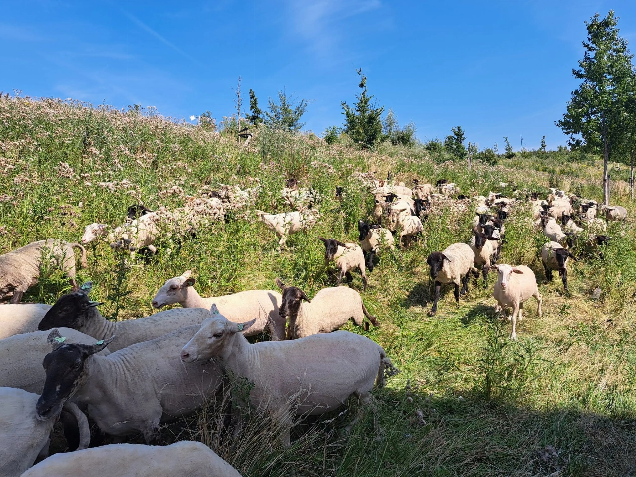 150 nieuwe grasmaaiers op de Parkwal