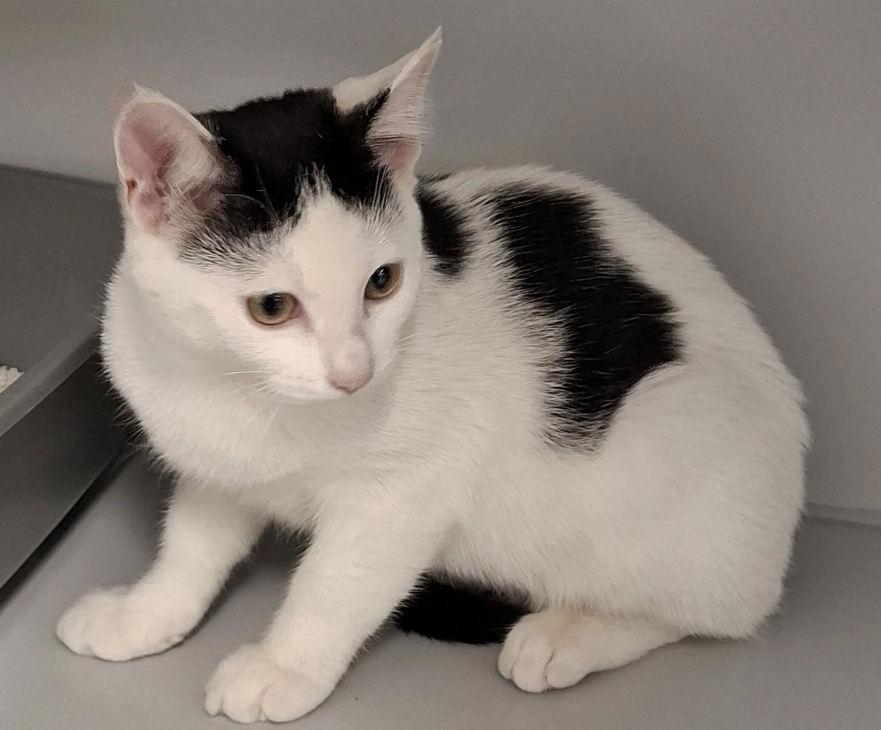 Jonge kat gevonden aan de Dr. Albert Schweitzerdreef