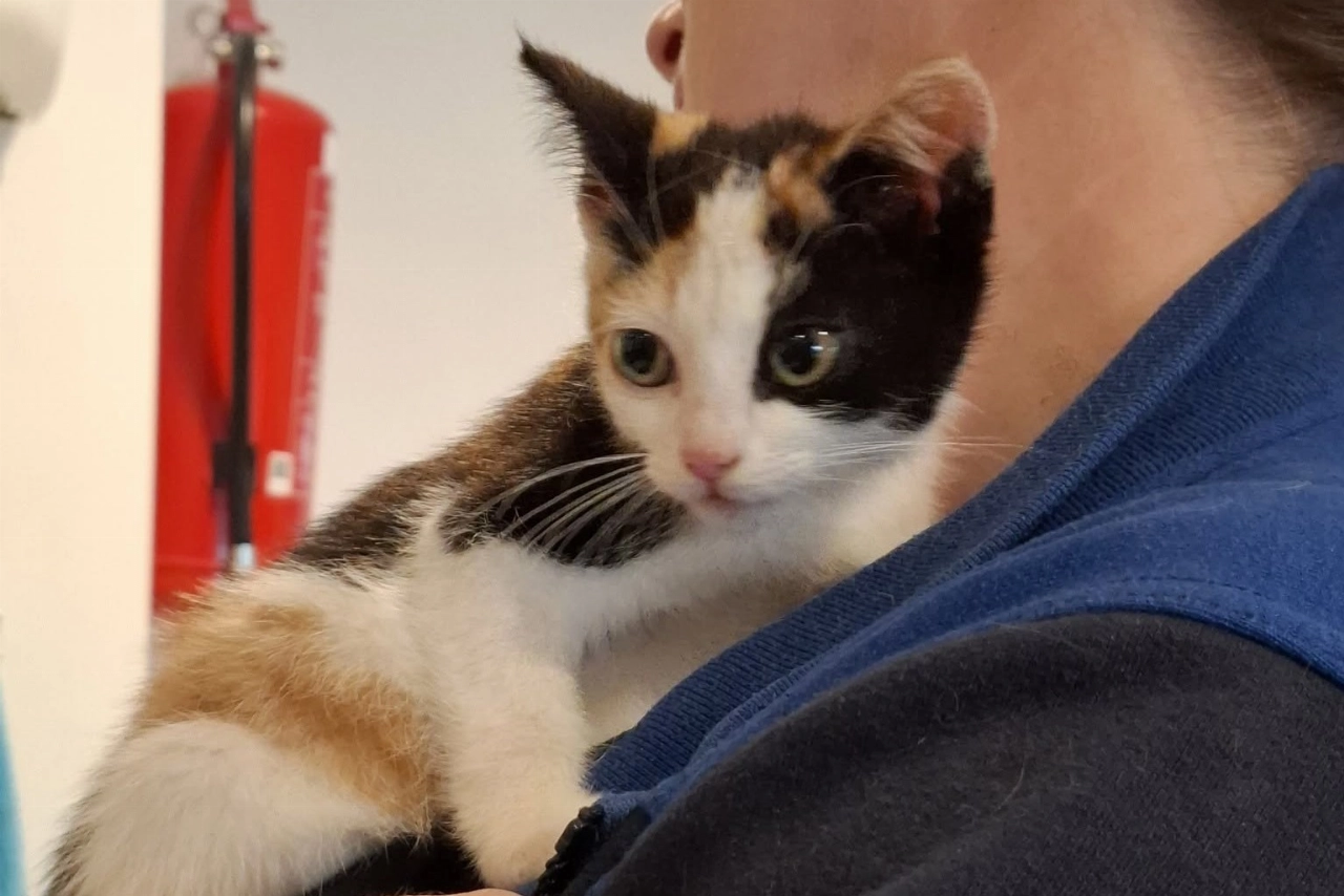 Kitten gevonden in de Burgemeester Zaneveldstraat
