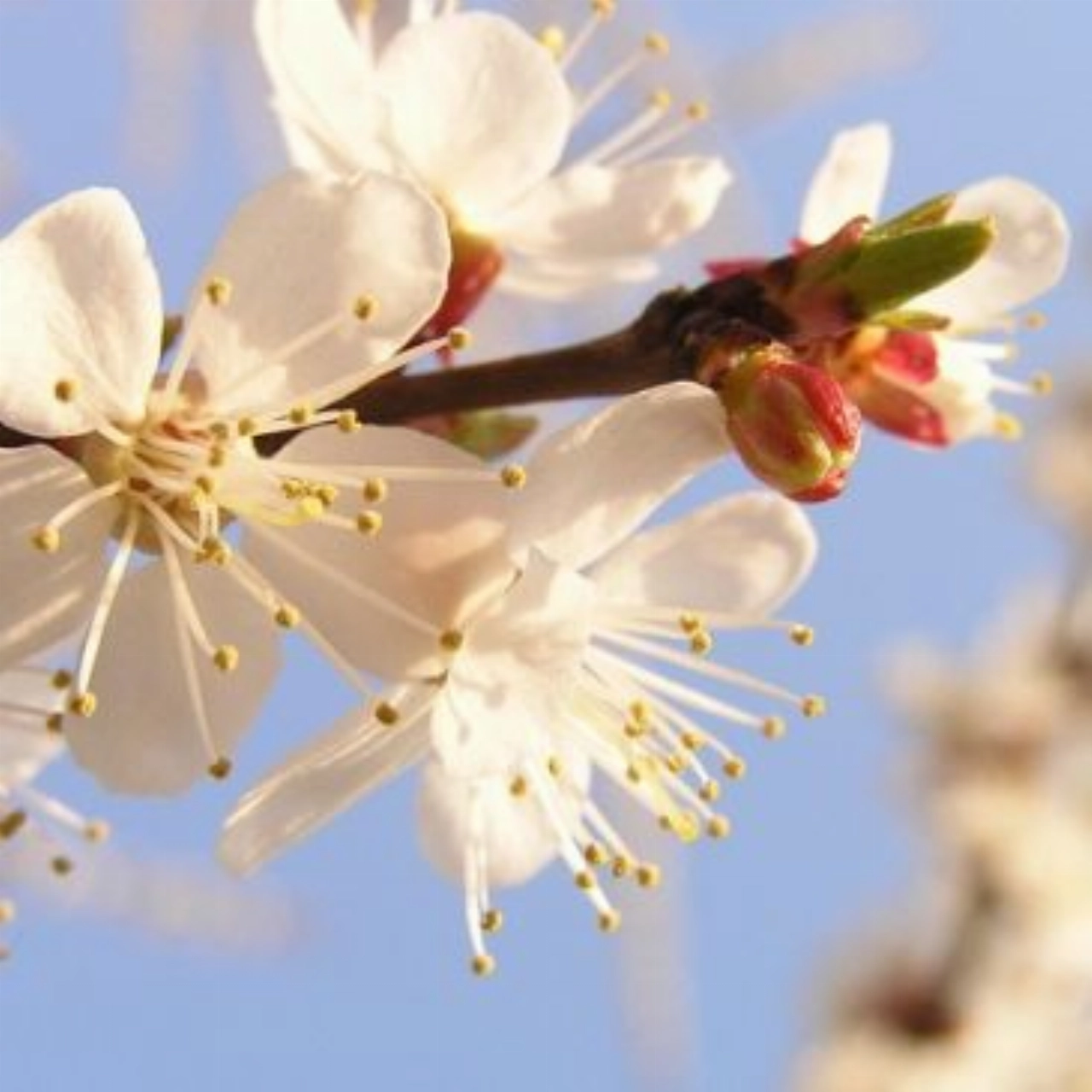 Fiets de Bloesemtocht en bezoek boomgaarden