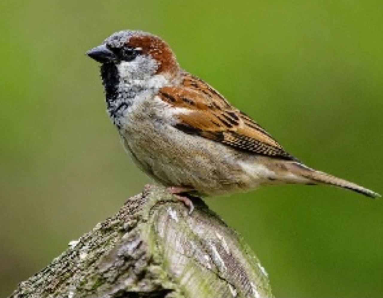 Vogelmiddag speciaal voor kinderen