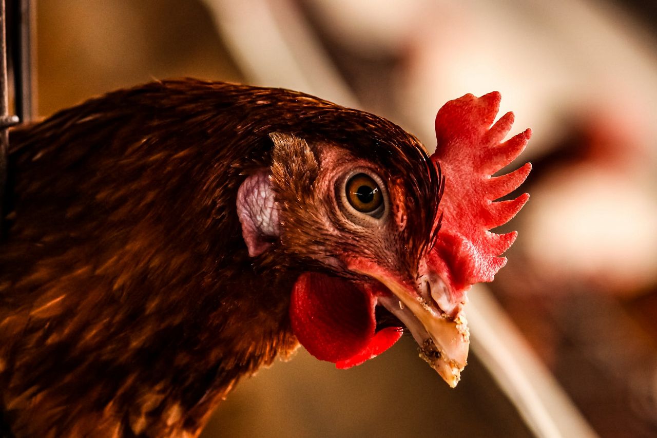 Maaslands pluimveebedrijf geruimd vanwege vogelgriep