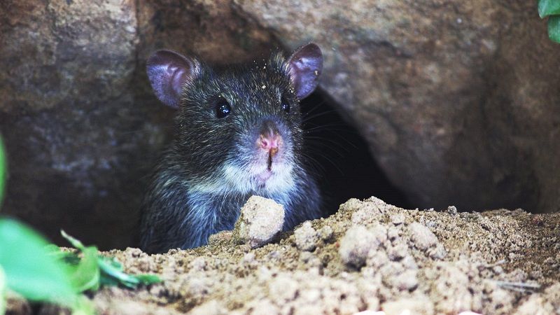 Maassluis Belang: Is er een strategie tegen rattenoverlast?