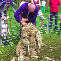 De Boshoek wordt schapenfarm