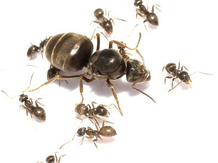 Mieren en kroketten
