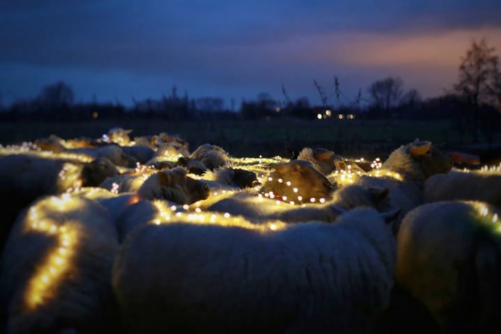 Lint van lichtjes door de polder