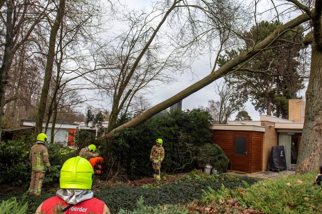 Boom voorkomt boom op huizen