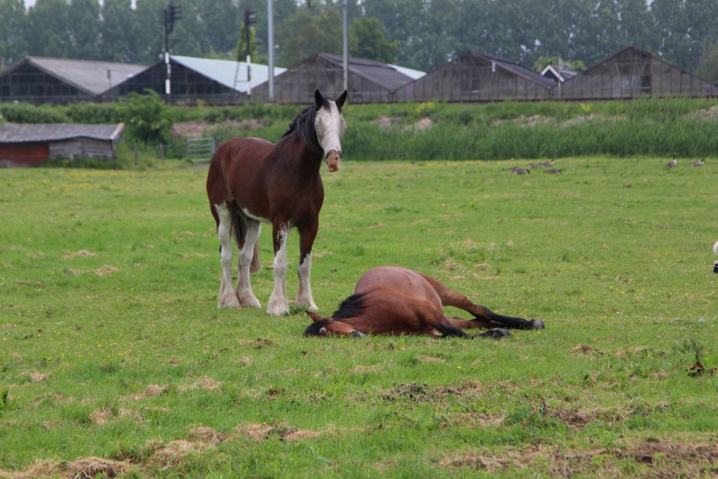 Paard slaapt, maar omstanders vrezen wat anders