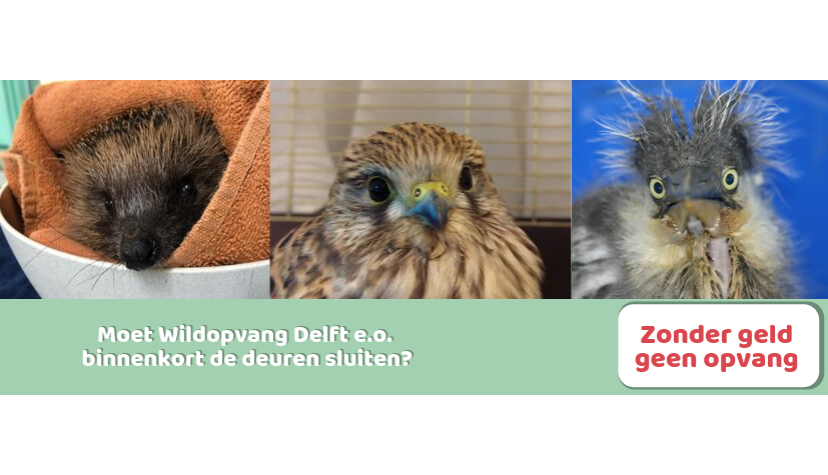 Faillissement Wildopvang Delft slecht voor dieren in Schiedam