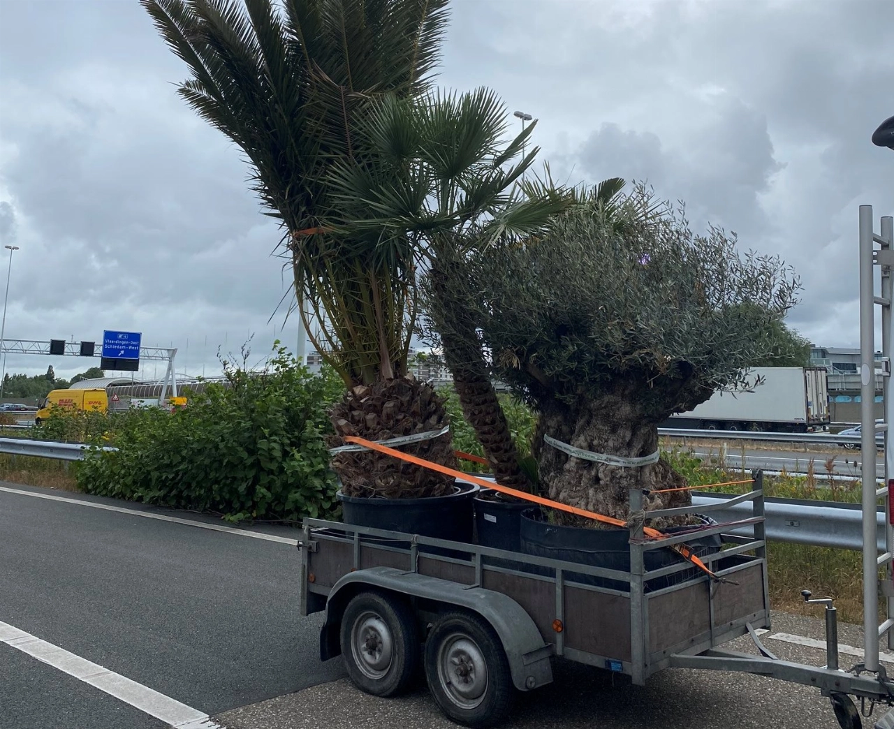 Palmboom zorgt voor file Beneluxtunnel