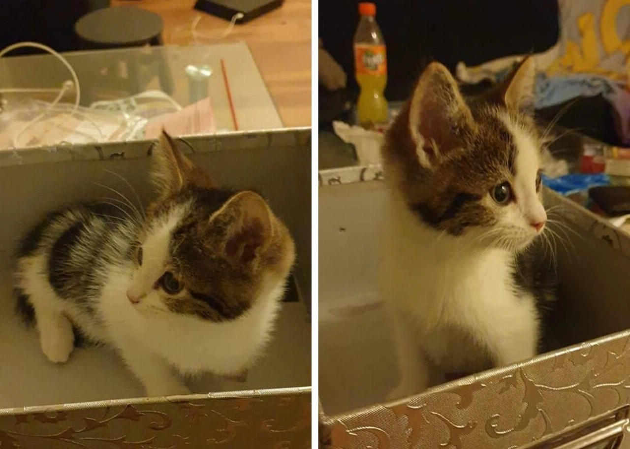 Kitten met drie pootjes vermist