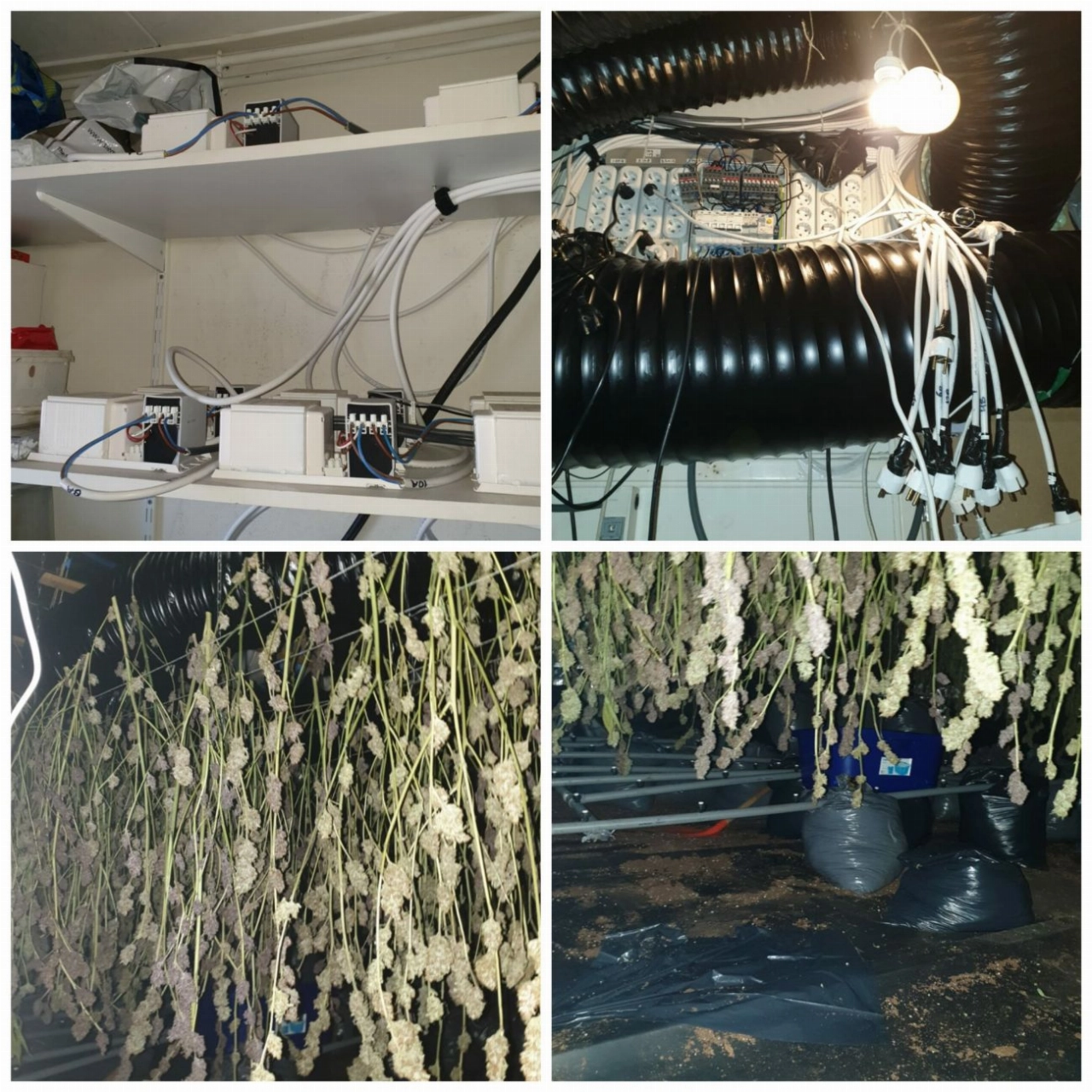 Arrestatie bij oprollen hennepkwekerij