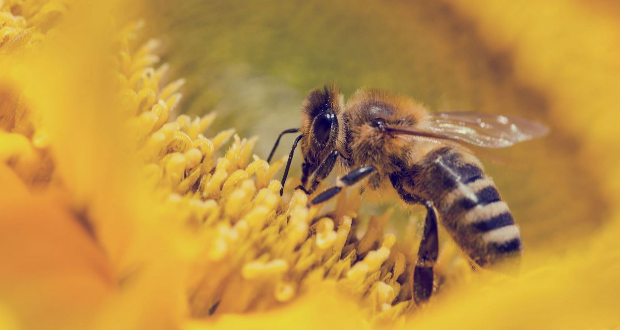 Bee Serious bij bijdrages City Lab