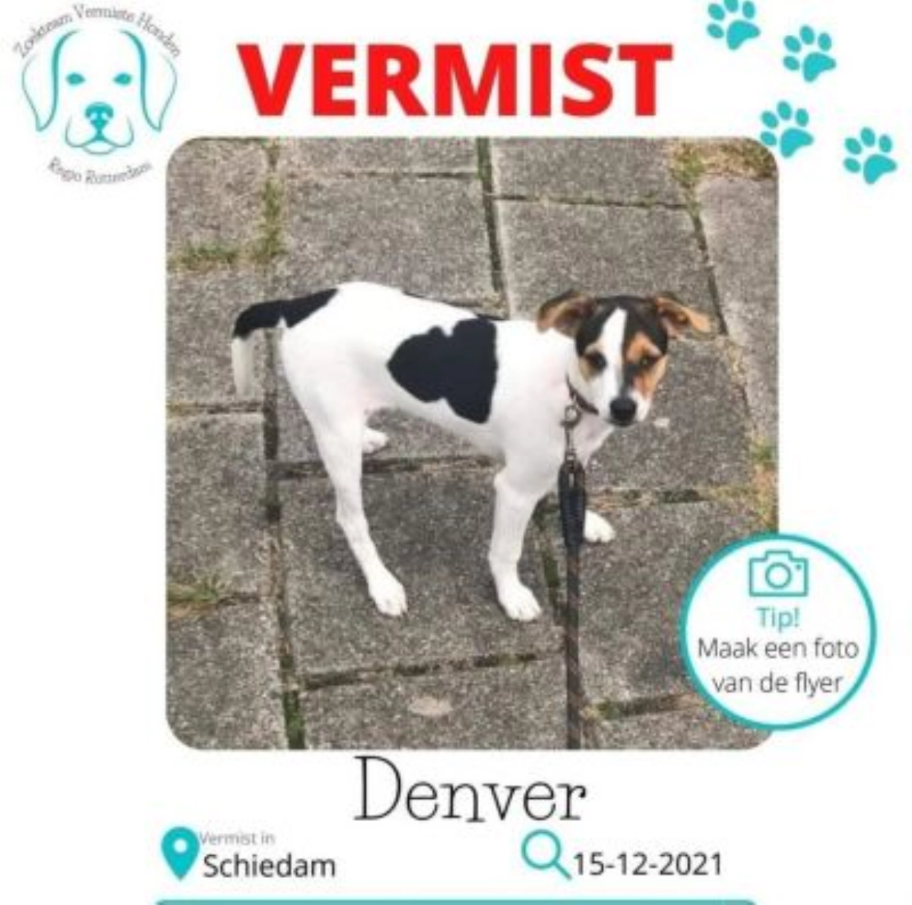 Vermiste hond Denver overleden teruggevonden
