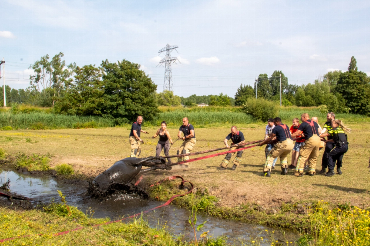Paard in en weer uit de sloot