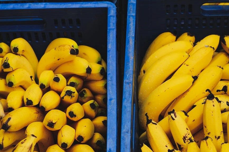 Douane vindt 585 kilo cocaïne tussen bananen