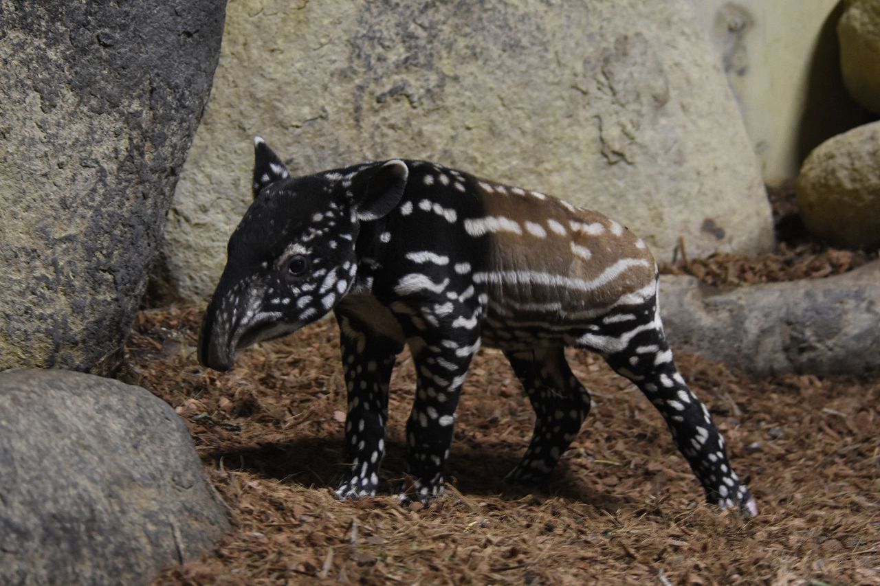 Zeldzame Maleise tapir geboren in Diergaarde Blijdorp