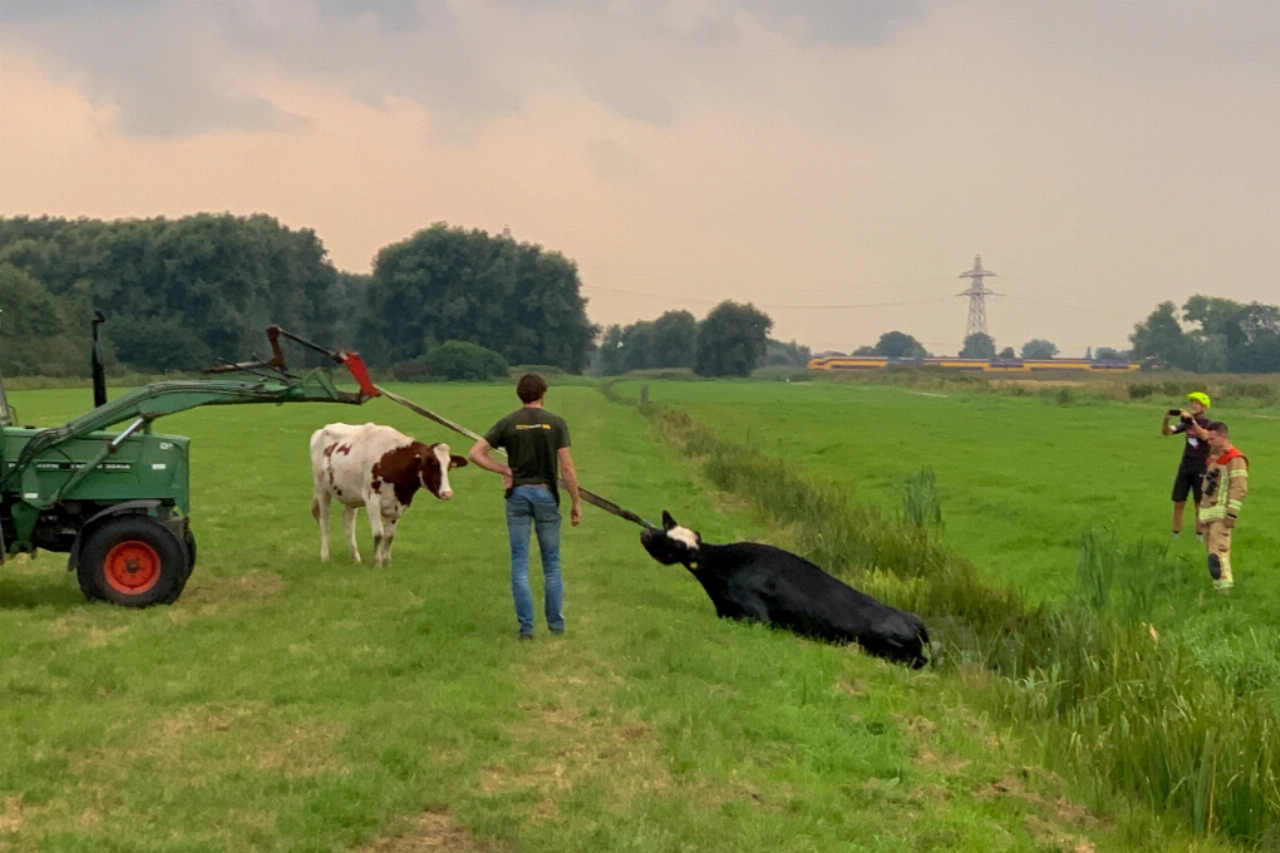 Boer en koe zijn brandweer te snel af