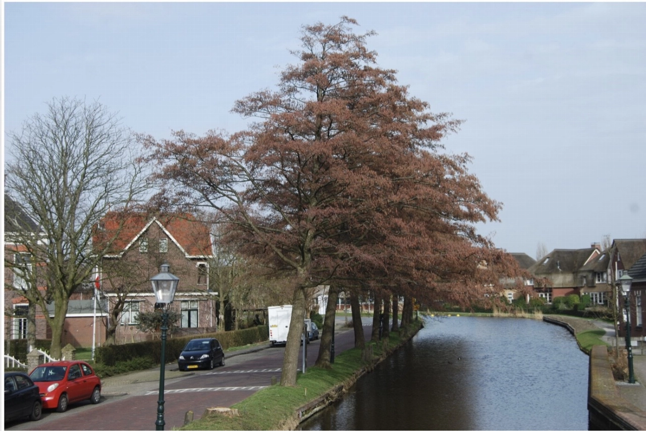Delfland spaart markant dorpsgezicht Schipluiden
