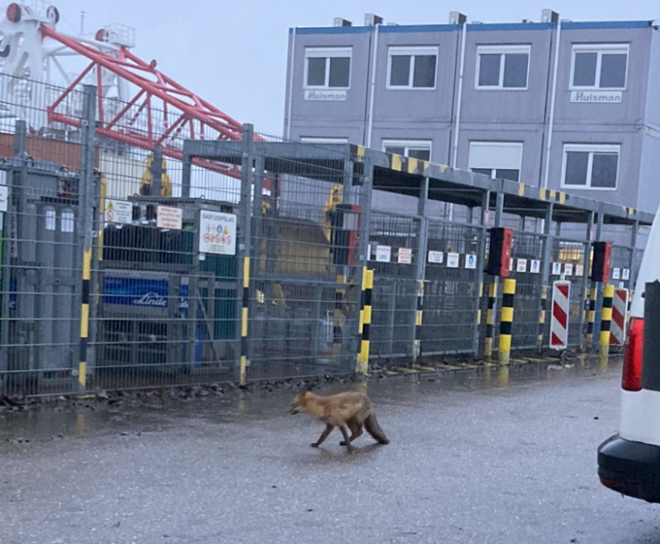 Schiedam is stedelijk, met industrie, en een vos