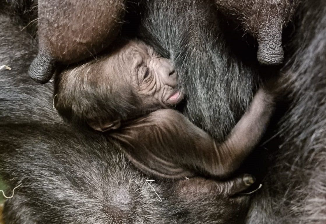 Onverwacht gorilla geboren in Diergaarde Blijdorp