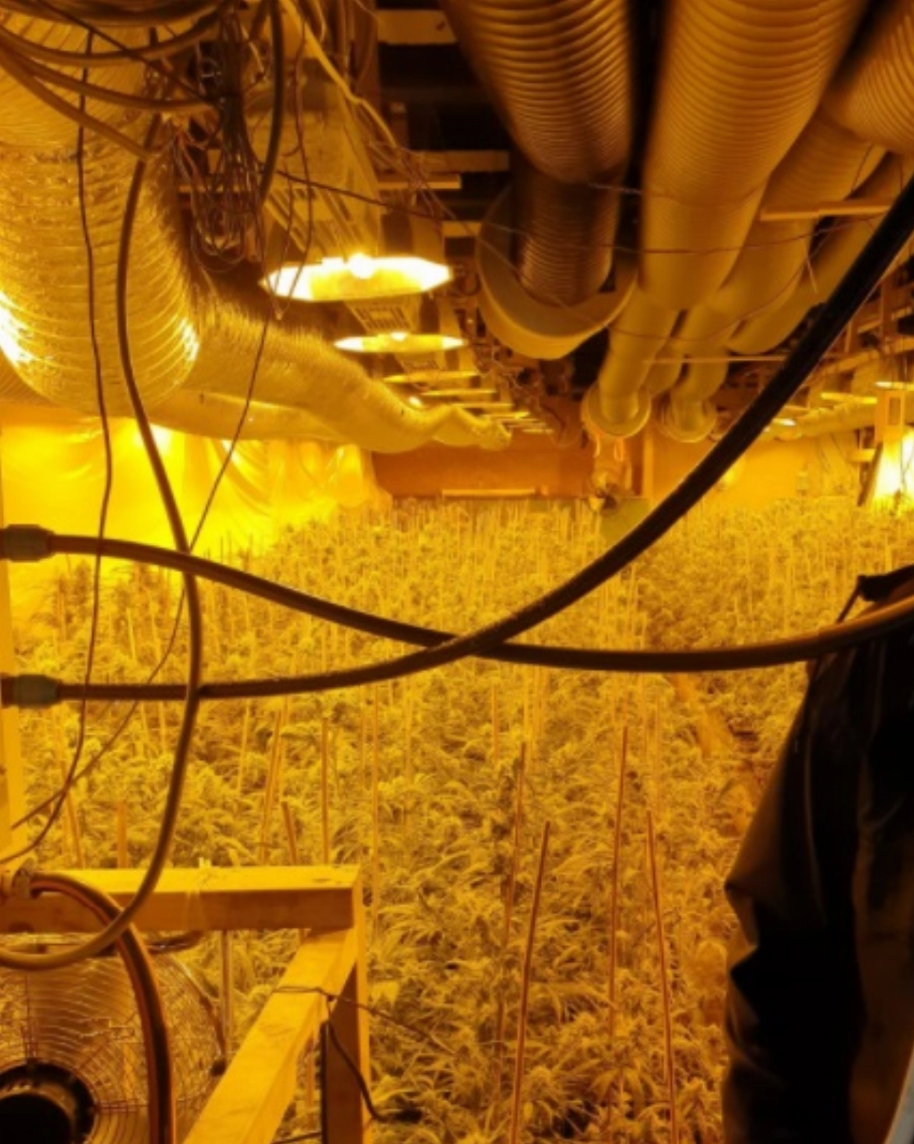 Hennepkwekerij ontmanteld op Broersvest