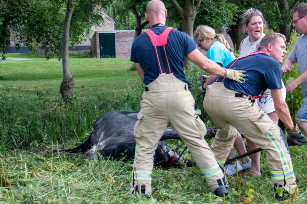 Paard uit de sloot met behulp van trekker