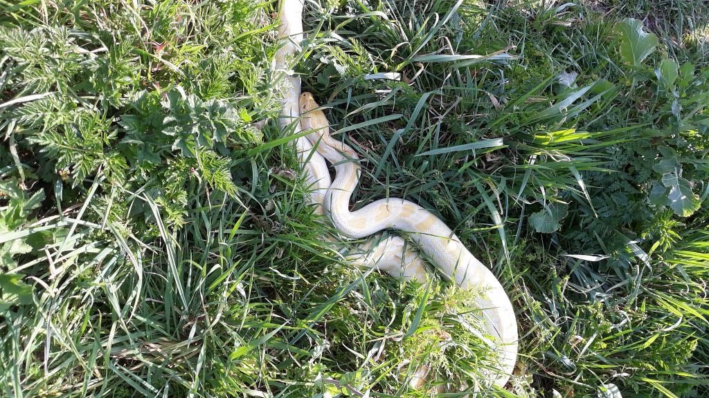 Python van 2,5 meter gevangen in Schiedams weiland