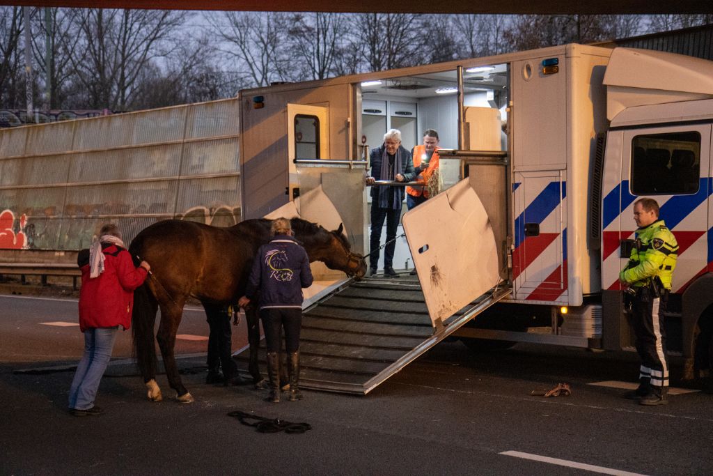 Rijnmond: ongeval met paard op A20 door ogen betrokkenen