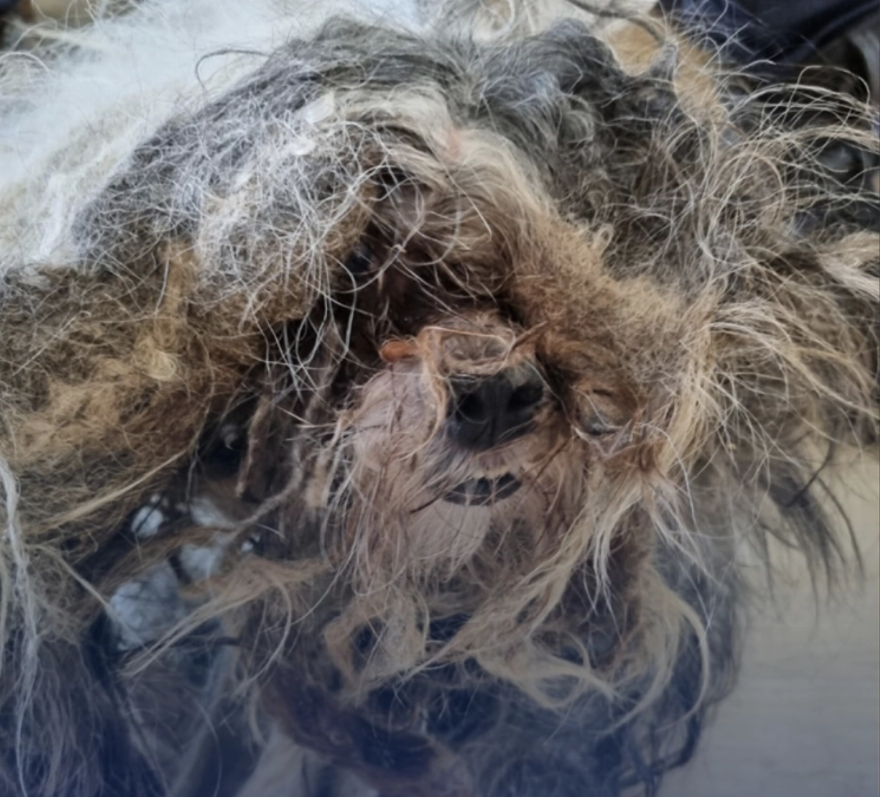 Dierenpolitie haalt ernstig verwaarloosde hond uit huis