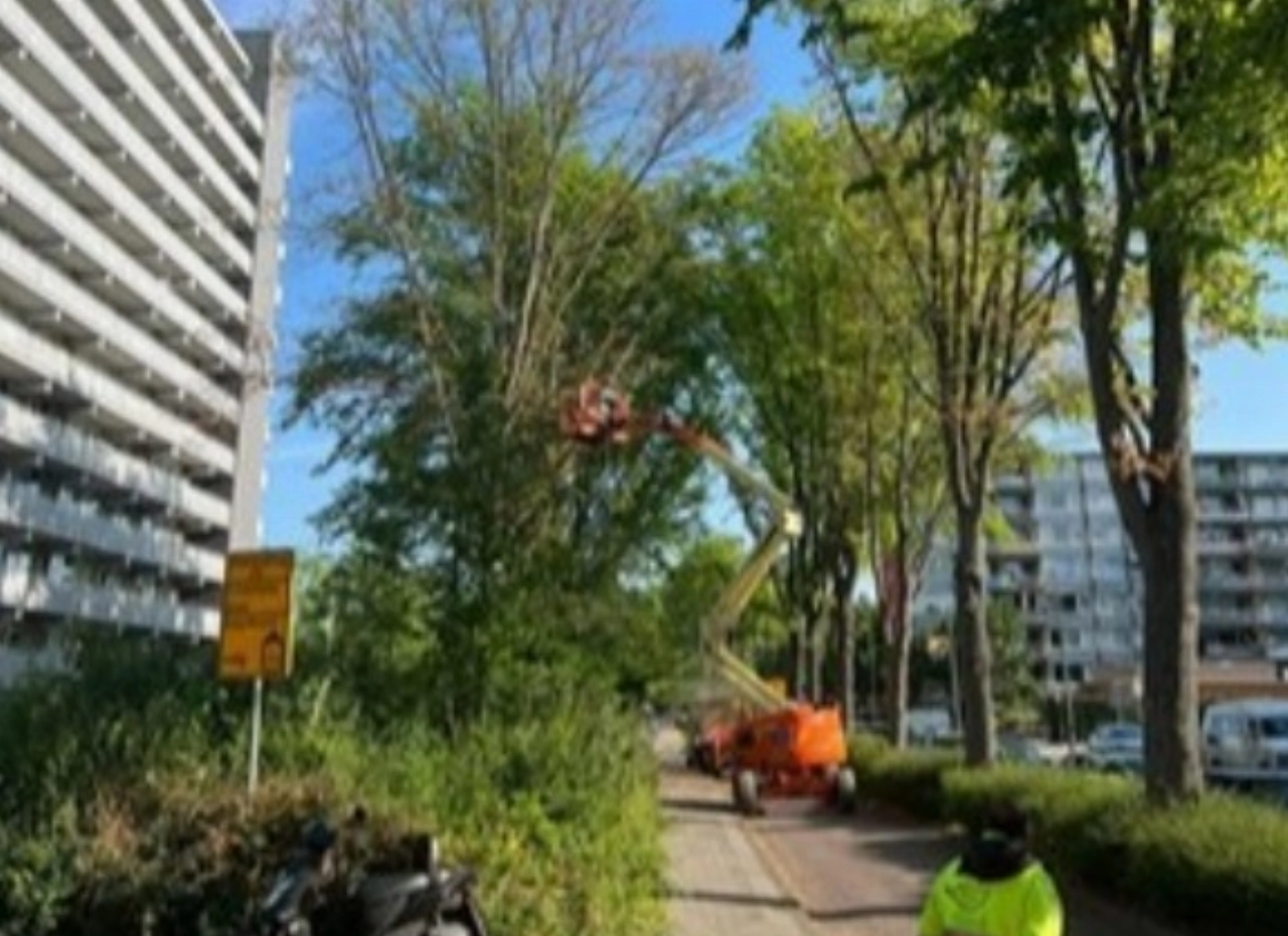Iepen aan Van Beethovenlaan worden gekapt